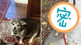 （１６：９）吉娃娃,遛狗,熱心,鄰居,驚人（圖／翻攝自Reddit）