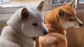 柴犬站衛兵同時回頭。