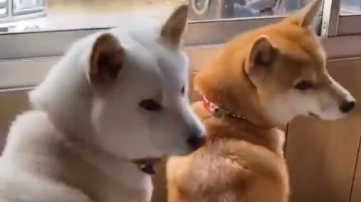 窗邊警戒！主人邪惡一動…柴犬秒破功