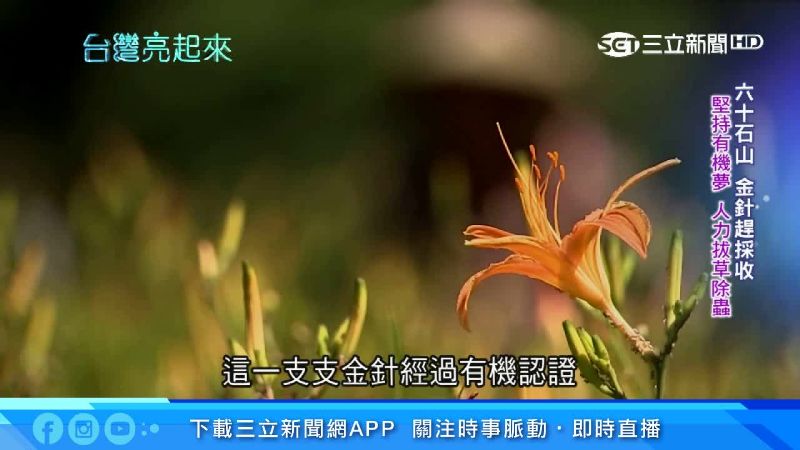人力拔草除蟲！他有機栽種無硫金針