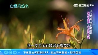 人力拔草除蟲！他有機栽種無硫金針