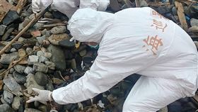 馬祖東引又現死亡鯨豚（1）海巡署金馬澎分署第一○岸巡隊30日在東引北澳口岸際沙灘發現一隻死亡海豚，經確認為「露脊鼠海豚」，長度約100公分。（馬祖岸巡隊提供）中央社　108年11月30日