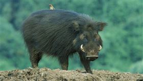 巨林豬（百度）