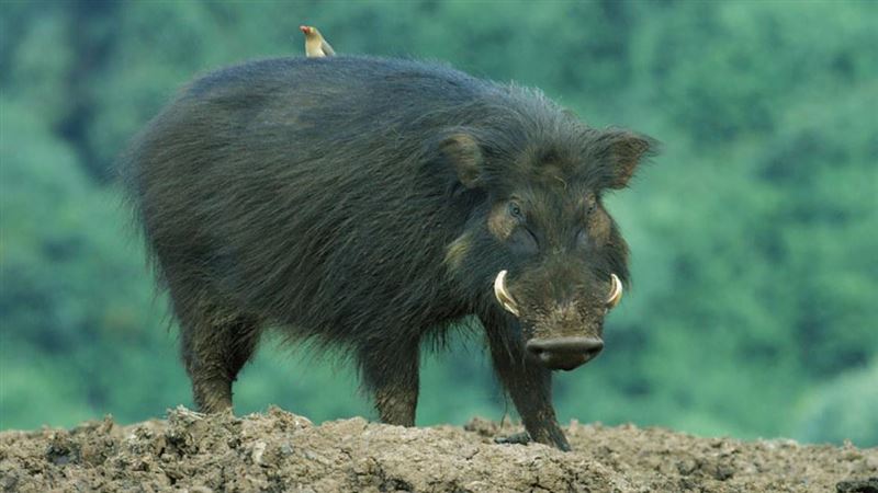 世上最強悍的豬！獅子、獵豹不敢惹牠