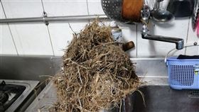 抽油煙機,鳥巢,煎魚,築巢,廚房