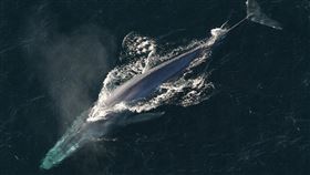 藍鯨(維基百科)