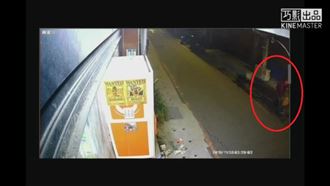 寵物貓早逝火化葬樹　竟遭婦撿去回收