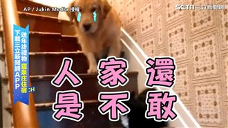 黃金獵犬不敢下樓梯　只因喵皇擋路！