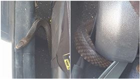 澳洲發生東部棕蛇藏車事件，世界第二大毒蛇，讓母子嚇到。（圖／翻攝自臉書）