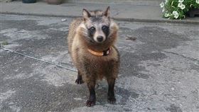 收養5貓遭獸醫打臉是狗，結果是日本狸（圖／翻攝自推特）