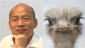 韓國瑜,鴕鳥（組合圖／資料照,翻攝自Pixabay）
