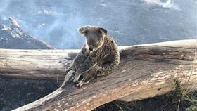 澳洲,大火,無尾熊,火災,昆士蘭