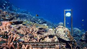 英國與澳洲研究團隊於11月29日提出一種策略，對著瀕死珊瑚礁播放健康珊瑚礁的聲音，他們認為這樣可以幫助復育珊瑚。（圖取自facebook.com/exeteruni）