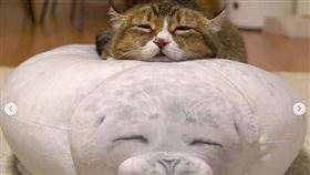 寵物,貓,海豹,玩偶,失散兄弟,可愛（圖／翻攝自Instagram @itchaman）