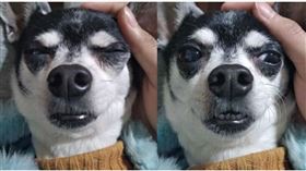 人們喜愛吉娃娃的原因，不僅是因為牠們長相可愛，有時候脫序的行為也讓主人愛不釋手！日前有名網友在《Dcard》發文表示，當自己帶著愛犬吉娃娃「阿蠢」到公園散步時，發生了一起意外事件，讓她羞紅了臉，卻也因為如此認識了一位帥哥，結果還因此成為男女朋友！（圖／翻攝自《Dcard》）