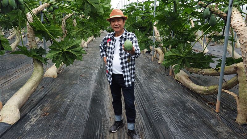 木瓜也要練瑜珈？全年盛產還外銷大陸