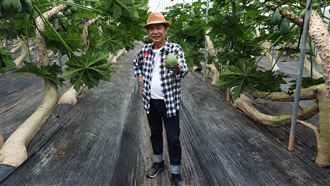 木瓜也要練瑜珈？全年盛產還外銷大陸