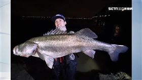 像流星許願秒釣「107公分夢幻海鱸」！巨魚藏身關渡
圖／Sunny Yang提供