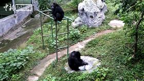 近日中國重慶一隻黑猩猩被飼養員拍到「自己洗衣服」，不僅熟練地拿起肥皂和刷子，連架式都有模有樣，影片一出讓許多網友都「自嘆弗如」。（圖／翻攝自微博）