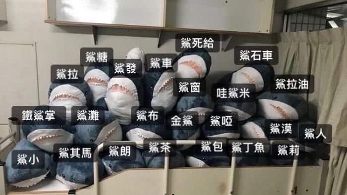 他花1萬多養鯊魚！她幫取名鯊死給