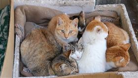 居民守護210貓島浪喵過冬　手作蘇胡貓窩…看到就從心裡暖起來
（圖／翻攝自臉書 猫の島　青島物語 Cat Island Aoshima）