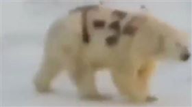 近日一張「北極熊被噴漆」的照片在俄羅斯社群媒體間被網友瘋傳，照片中雪白的北極熊身上被噴上大大的「T-34」黑色字樣；對此，有專家警告這可能會危害北極熊的生命，因顯眼的字樣不利其在雪地中躲藏及狩獵。（圖／翻攝自vesma.today IG）