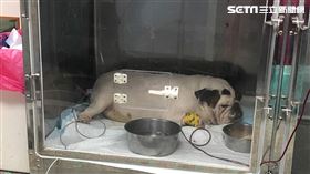 新北市動物保護防疫處,焦蟲,輸血,血尿
圖／翻攝自新北市府官網