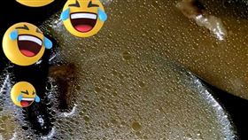 爆料公社,蟑螂,煲湯,母愛,噁心