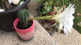 屋頂要穿破了怎麼辦！有名女網友在臉書社團貼出一張照片，只見照片中的仙人掌竟長得不像話，女網友回憶道，10年前很流行種仙人掌來抗輻射，但她總是在澆水時被刺到，索性直接將它放生，怎料遭放養的仙人掌竟活得超好，還長達144公分，不得不說這根「超長姐夫」真的很爭氣！（圖／翻攝自爆廢公社臉書）
