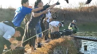業者徵釣手幫收成　2小時釣百尾石斑