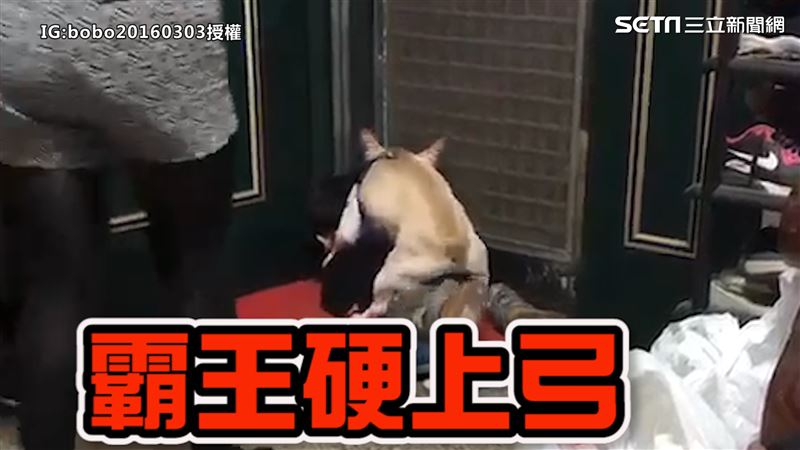弟被狗霸王硬上弓　網：童真被奪走