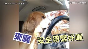 ▲狗狗Journey坐在駕駛座自己開車的模樣。（圖／AP／Caters TV 授權）
