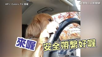 你沒看錯！黃金獵犬自當駕駛去星巴克