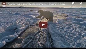 俄羅斯社群媒體近日流傳一段影片，顯示一頭北極熊身上遭塗巨大T-34（坦克）黑色字樣，引發熱議。(youtube截圖）