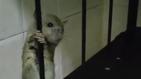 貓追老鼠是自古不變的習性，而卡通的《湯姆貓與傑利鼠》也完美將這個動物的本能，融入有趣的故事劇情中。日前有名網友在臉書社團中，發布了抖音用戶「169113481」的一則影片，只見影片中一隻老鼠面對貓咪時的無辜表情，實在讓人哭笑不得！（圖／翻攝自愛貓聯盟臉書）