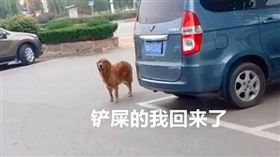 （圖／翻攝自微博）中國,黃金獵犬,金毛,紙條,包子