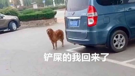 愛犬回家脖子多了9字！主人一看氣炸