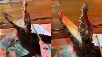 鱷魚被搔癢爽升天　嘴開開片萬人朝聖