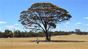 澳洲農場 示意圖