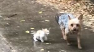 「我帶你回家」　萌犬引領流浪小奶貓