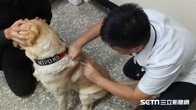 最萌警犬「福星」健檢　抽血臉很冏！