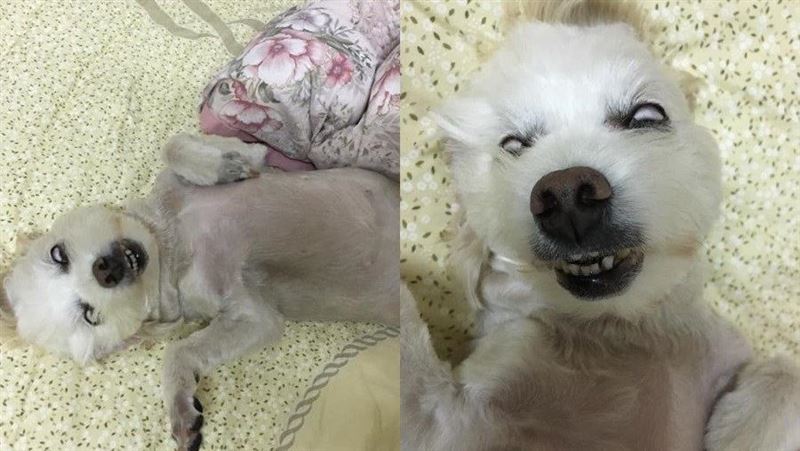 天冷早起見愛犬　「睡到翻白眼」暴怒