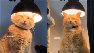 橘貓鑽檯燈下「燙頭毛」　網：在燒腦