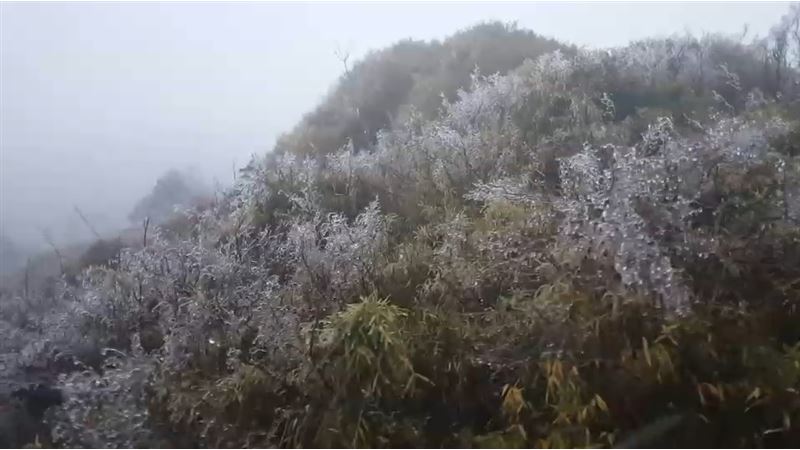 合歡山結冰珠　冷氣團南下有望飄雪