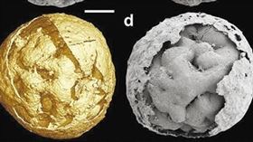 化石（圖／翻攝自中國科學院）
http://www.cas.cn/kx/kpwz/201912/t20191205_4726579.shtml