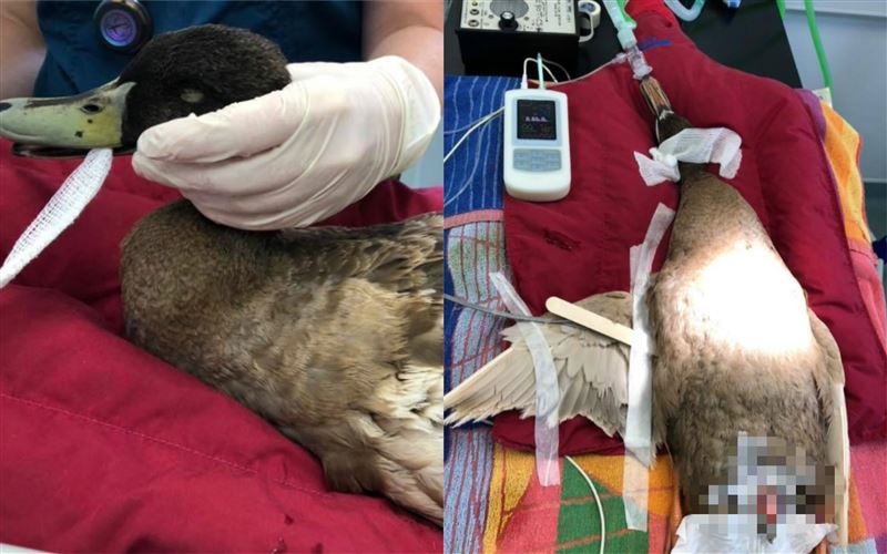 公鴨沉迷愛愛！一天10次下體壞死被切掉