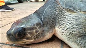 花蓮欖蠵龜嘴卡魚鉤　台大獸醫系接續治療花蓮石梯漁港日前發現一隻嘴邊有釣鉤及魚線的欖蠵龜在海面漂流，經海巡人員撈起後細心照料，取名「小石」，5日送至台大獸醫系治療。（第一二岸巡大隊提供）中央社記者張祈傳真　108年12月6日