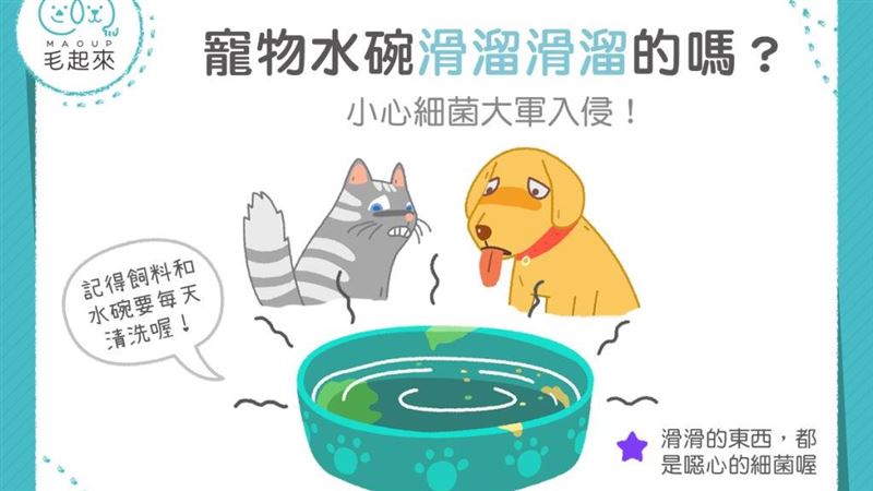 喵水碗滑溜溜？　當心細菌大軍入侵