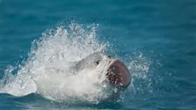 珍鰺魚,藍色星球2,Blue Planet II,非洲,海鳥。（圖／翻攝自BBC Earth YOUTUBE)