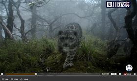 四川臥龍國家級自然保護區管理局6日對外發布最新野外監測成果，臥龍「五一棚」區域首次記錄到雪豹活動，這也是紅外線相機首次在大熊貓棲息地核心區拍攝到雪豹出沒。（圖／翻攝自四川觀察微博網頁weibo.com）